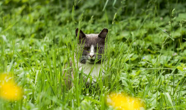 How to Train Your Cat to Use the Bathroom Outside Bathroom1 Classroom, cat class, cat training