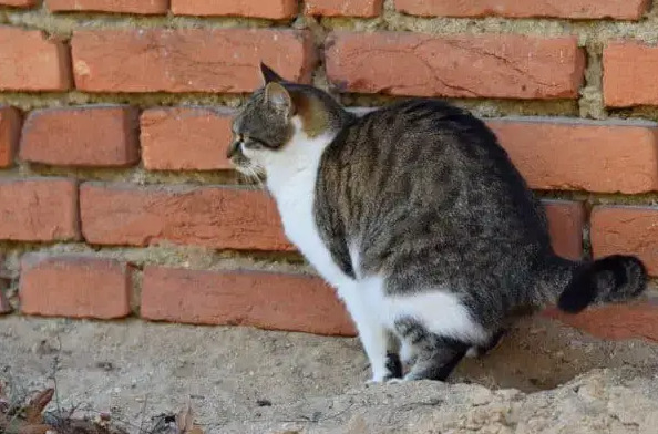 How to Train Your Cat to Use the Bathroom Outside Bathroom2 cat class