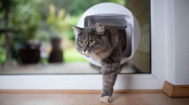 How to Train Your Cat to Use the Bathroom Outside Bathroom3 Classroom, cat class, cat training