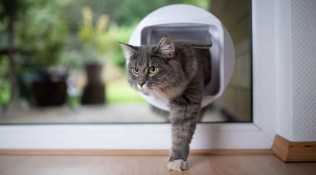 How to Train Your Cat to Use the Bathroom Outside Bathroom3 cat class