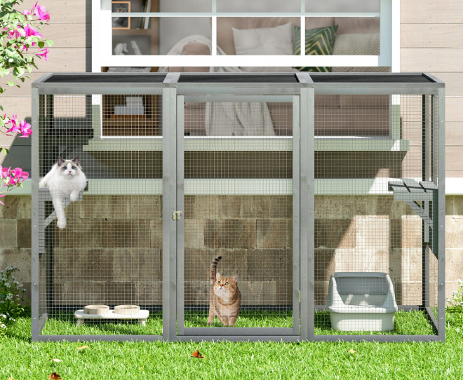 Cats are in the outdoor cat enclosure.