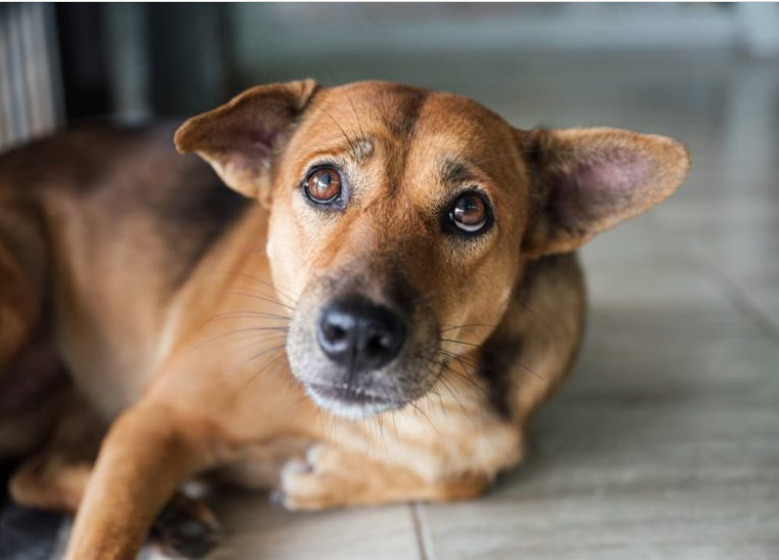 Why Does My Dog Look Worried? Worried1 dog class