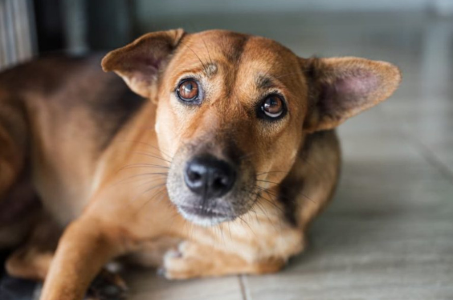 Why Does My Dog Look Worried? Worried封面 dog class