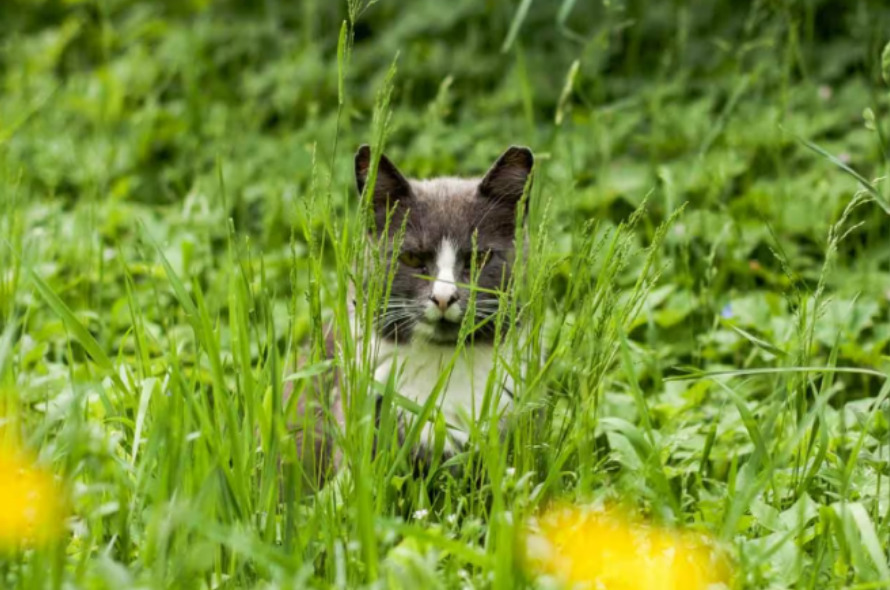 How to Train Your Cat to Use the Bathroom Outside basthroom封面 cat training