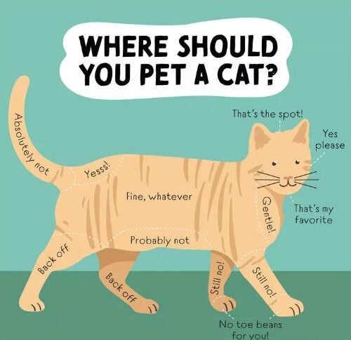 How to Pet a Cat the Right Way