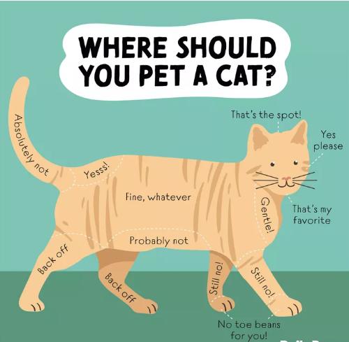 How to Pet a Cat the Right Way 图片1 cat class