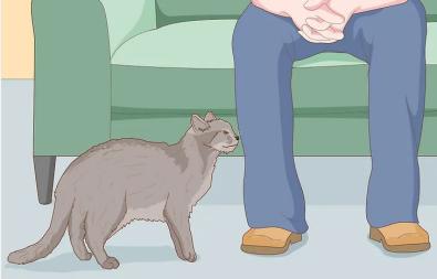 How to Pet a Cat the Right Way 图片10 Classroom, cat care