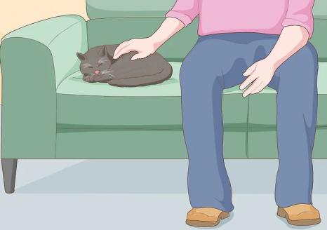 How to Pet a Cat the Right Way 图片11 cat class
