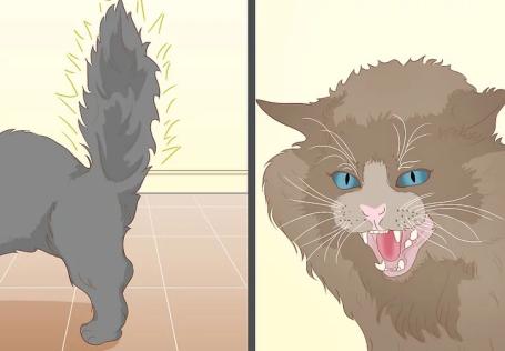 How to Pet a Cat the Right Way 图片12 Classroom, cat care