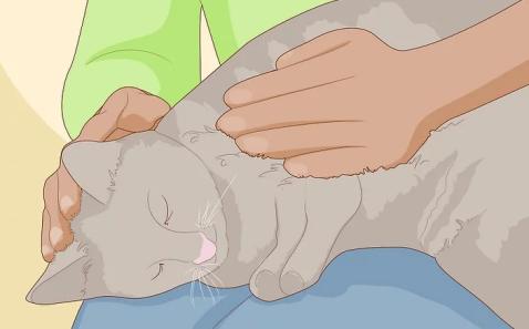 How to Pet a Cat the Right Way 图片13 Classroom, cat care