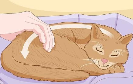 How to Pet a Cat the Right Way 图片14 Classroom, cat care