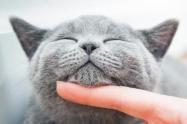 How to Pet a Cat the Right Way 图片3 Classroom, cat care