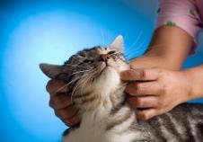 How to Pet a Cat the Right Way 图片4 cat care