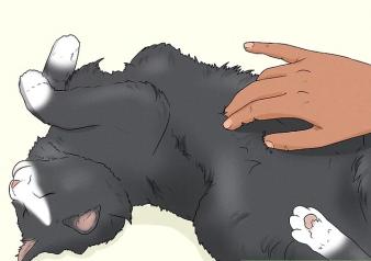 How to Pet a Cat the Right Way 图片5 cat class