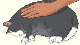 How to Pet a Cat the Right Way 图片6 cat care