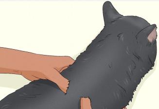How to Pet a Cat the Right Way 图片7 cat class