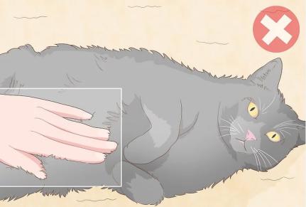 How to Pet a Cat the Right Way 图片9 cat class