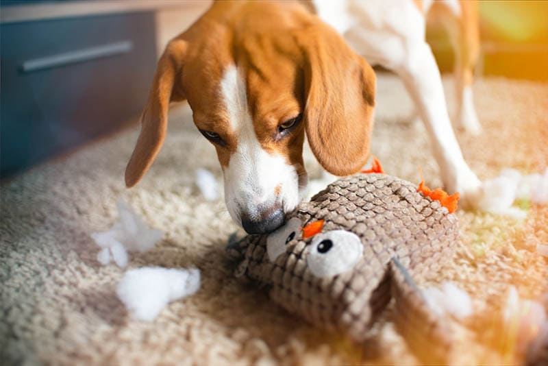 Why Do Dogs Destroy Toys Beagle dog rip a toy into pieces on a carpet Przemek Iciak Shutterstock 1 dog class