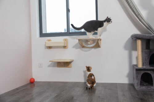 3 PCS Wooden Cat Wall Shelves, Wall Mounted Cat Perches, Natural photo review
