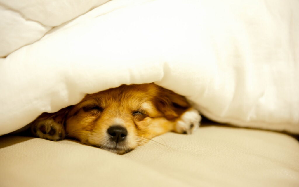 Your Dog Bedding: A Cozy Little Nest for Furry Friends R C 1 dog care
