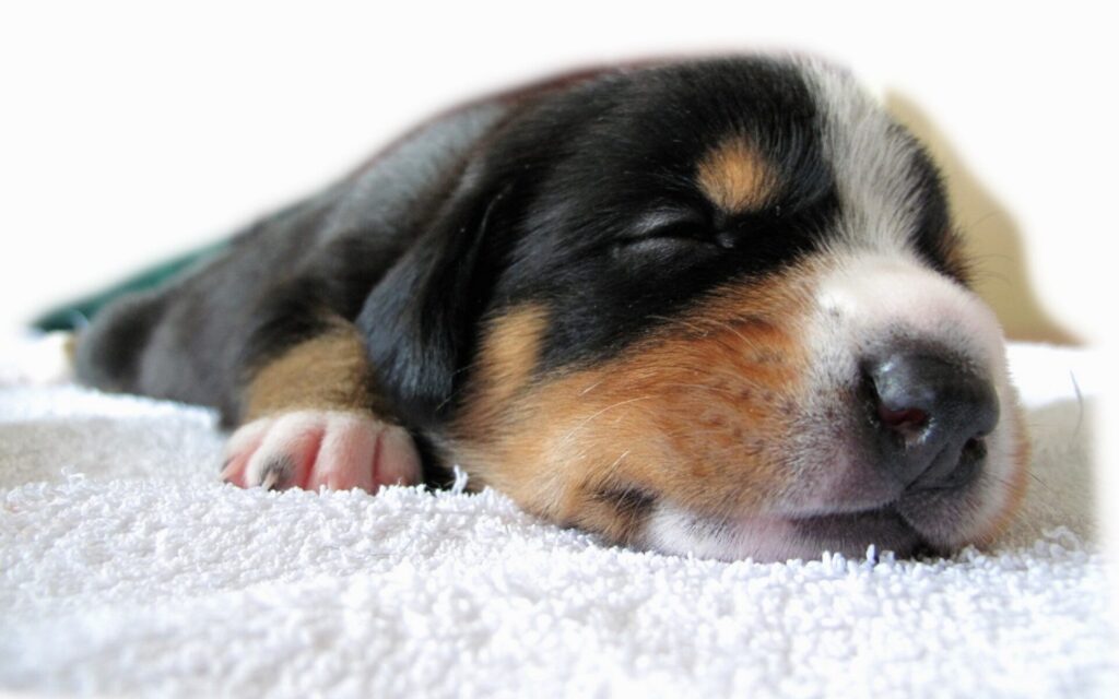 Your Dog Bedding: A Cozy Little Nest for Furry Friends R C 2 Classroom, dog care, dog class