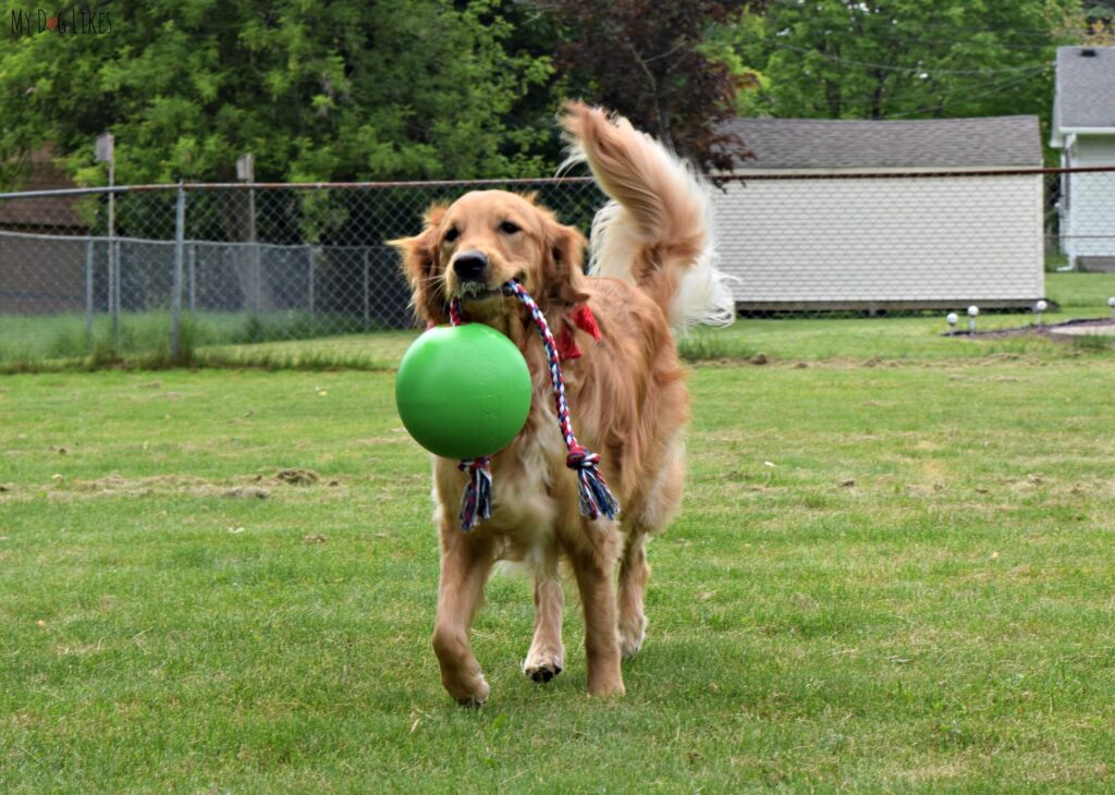 Why Do Dogs Destroy Toys Run charlie Classroom, cat care