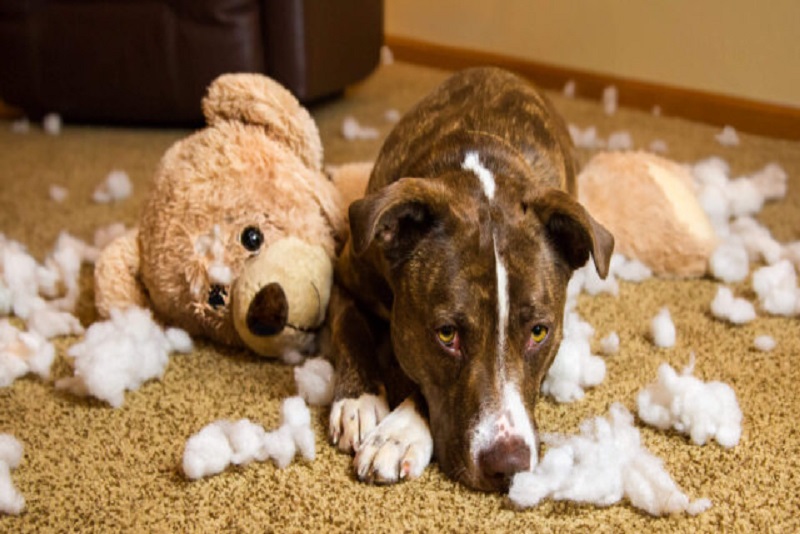 Why Do Dogs Destroy Toys dog destroys toy scaled e1596657765274 1 Classroom