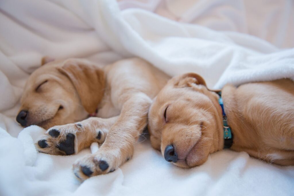 Your Dog Bedding: A Cozy Little Nest for Furry Friends shutterstock 1112544683 scaled 1 Classroom, dog care, dog class