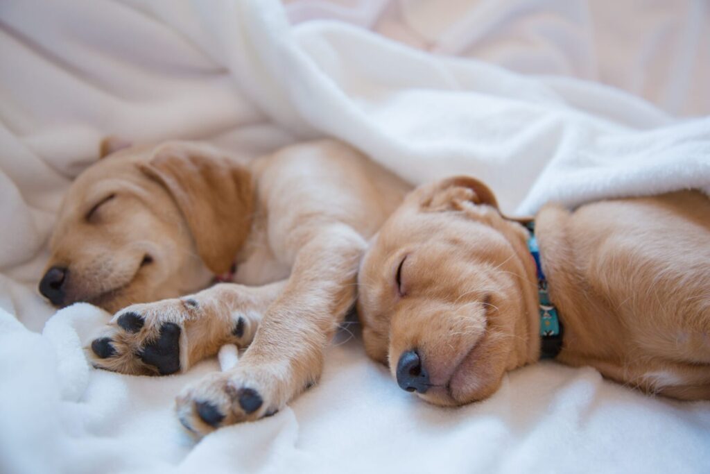 Your Dog Bedding: A Cozy Little Nest for Furry Friends shutterstock 1112544683 scaled 1 dog care