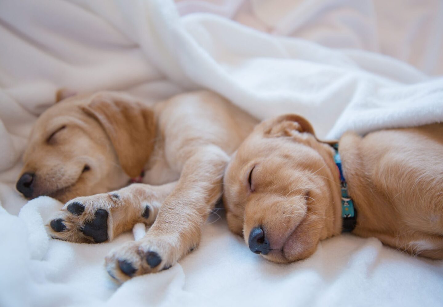 Your Dog Bedding: A Cozy Little Nest for Furry Friends shutterstock 1112544683 scaled 1 dog care
