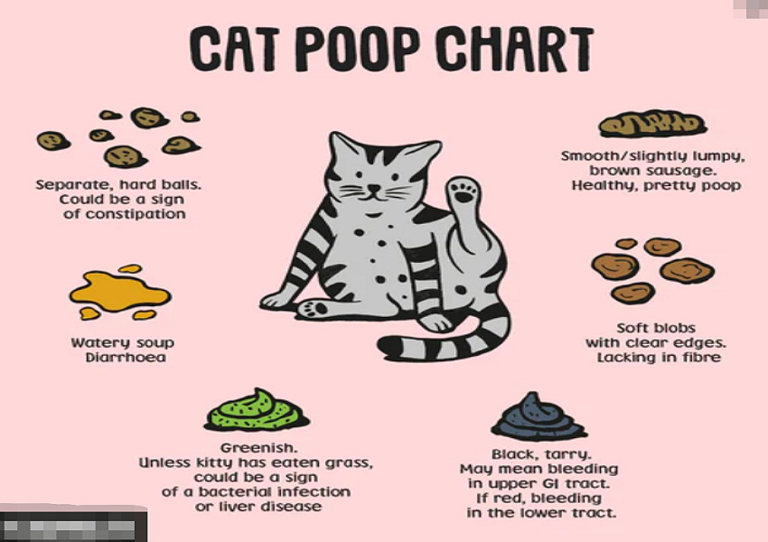 Should I Worry About My Cat's Poop 企业微信截图 17137795973765 1 cat class