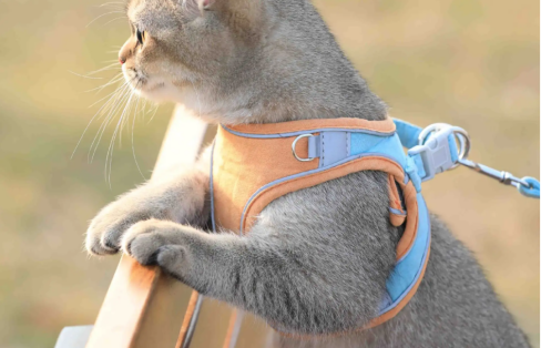 Fun Springtime Outdoor Activities for Cats 图片4 1 cat class
