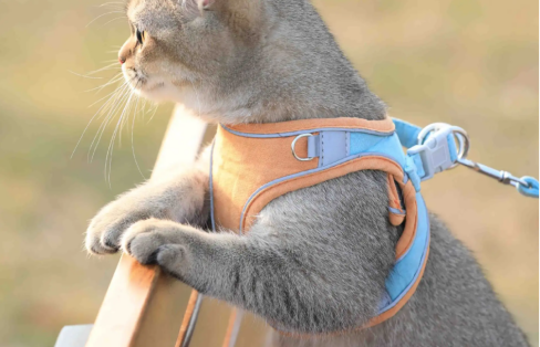 Fun Springtime Outdoor Activities for Cats 图片4 1 Classroom