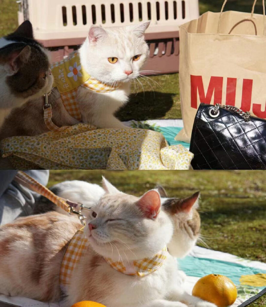 Fun Springtime Outdoor Activities for Cats 图片7 cat care